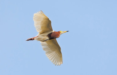 Adult Chinese Pond Heron (Ardeola bacchus) in flight, seen from below.