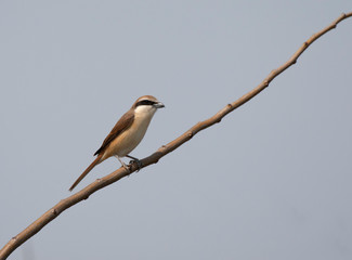 Brown Shrike perched on a branch