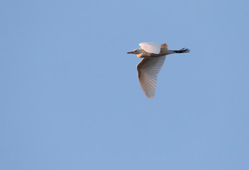 Juvenile Cattle Egret (Bubulcus ibis) flying at dawn over the Old Roman bridge in Merida in central Spain.