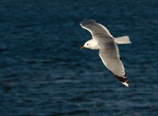 Fototapeta na wymiar Adult summer plumaged Common Gull (Larus canus canus) in flight over the Wadden sea in the Netherlands. Following ferry to the island Texel.