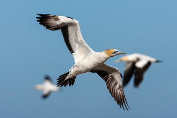 Fototapeta na wymiar Three Cape Gannets (Morus capensis) flying over the colony of Bird Island Nature Reserve in Lambert?s Bay, South Africa. Flying over the colony against a blue sky as a background.