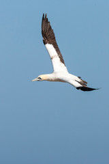 Cape Gannet (Morus capensis) flying over the colony of Bird Island Nature Reserve in Lambert?s Bay, South Africa. Flying over the colony against a blue sky as a background.