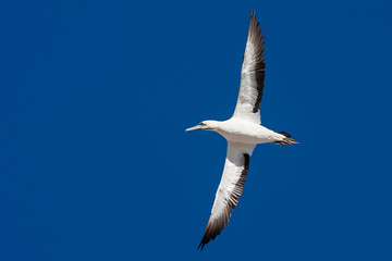 Cape Gannet (Morus capensis) flying over the colony of Bird Island Nature Reserve in Lambert?s Bay, South Africa. Flying over the colony against a blue sky as a background.