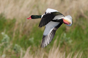Male Common Shelduck (Tadorna tadorna) in flight in the Netherlands. Seen from the side, banking away.