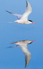 Adult Common Tern (Sterna hirundo), seen from the side, flowing low of a mirror flat blue colored lake in Greece, during a beautiful spring morning.