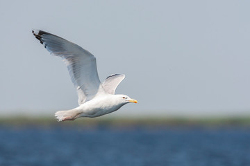 Fototapeta na wymiar Adult Caspian Gull (Larus cachinnans in the Donau delta in Romania. Flying over the horizon of a freshwater lake near the Black sea coast.