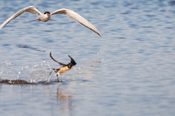 Adult Common Tern (Sterna hirundo) flying low over saltpans near Skala Kalloni on the Mediterranean island of Lesvos, Greece. Chasing Barn Swallow away (in the front).
