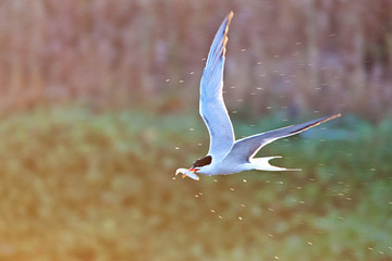 Adult Common Tern (Sterna hirundo) flying over saltpans near Skala Kalloni on the Mediterranean...