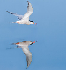 Adult Common Tern (Sterna hirundo) flying low over blue colored water surface near Skala Kalloni on...