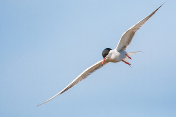 Adult Common Tern (Sterna hirundo) flying over saltpans near Skala Kalloni on the Mediterranean...