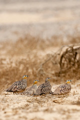 Crowned Sandgrouses (Pterocles coronatus) in the Negev desert, Israel.