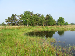 Obraz premium Small lake in the Delleboersterheide, Oldeberkoop, Friesland, Netherlands. Trees reflecting in the water.
