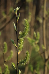 Fototapeta na wymiar Green willow buds closeup on a blurred background.