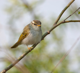 Eastern crowned warbler perched in a tree