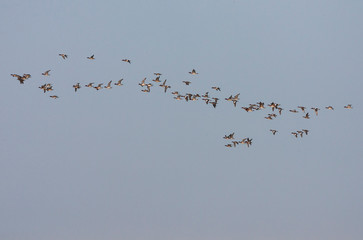 Large flock of migrating Eurasian Wigeons (Anas penelope), during autumn, passing the North sea coast off Katwijk in the Netherlands.