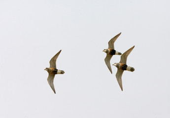 Three adult Eurasian Dotterels (Charadrius morinellus) during spring migration on Wadden Island...