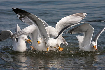 Fototapeta na wymiar Adult Lesser Black-backed Gull (Larus fuscus) landing in group of European Herring Gulls (Larus argentatus) sitting on the water in the Dutch Wadden Sea off Schiermonnikoog.