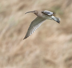 Adult Eurasian Curlew (Numenius arquata) in the Netherlands. Flying in front of dunes on Texel during spring.
