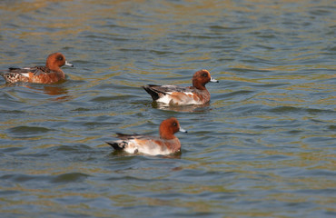 Three Eurasian Wigeons (Anas penelope) in autumn in the Netherlands. Moulting from eclipse to winter plumage.