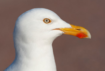 Portrait of a mean looking adult European Herring Gull (Larus argentatus) on the Wadden island of Texel in the Netherlands. A species considered a nuisance in many Dutch coastal towns and cities.