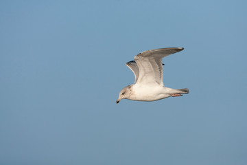 Third-winter European Herring Gull (Larus argentatus) in the north sea off the coast of Katwijk in the Netherlands. Seen from the side, showing under wing.