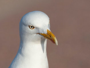 Portrait of a curious looking adult European Herring Gull (Larus argentatus) on Texel in the Netherlands, with its head slightly tilted to the left.