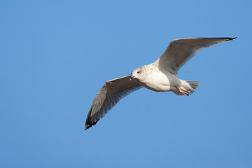 Third-year European Herring Gull (Larus argentatus) in Katwijk in the Netherlands. Drifting on the air along the coast, seen from below.