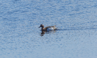 Adult Male Garganey swims in blue colored spring lake
