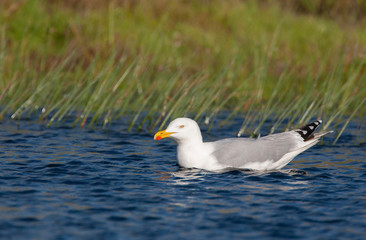 Adult European Herring Gull (Larus argentatus) swimming in a dune lake on Wadden island Vlieland in the Netherlands.