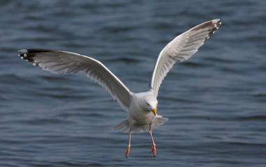 Fototapeta na wymiar Adult European Herring Gull (Larus argentatus) landing in the Dutch Wadden Sea to catch bread thrown by a tourist. Staring ahead where to land.