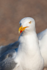 Vertical portrait of an adult European Herring Gull (Larus argentatus) on Texel in the Netherlands. Bird staring in the distance.