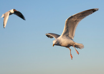 Adult European Herring Gull (Larus argentatus) following the ferry to Wadden island Texel in the Netherlands. Flying bird above the sea, with Black-headed Gull in the background.