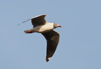 Adult Grey-headed Gull (Larus cirrocephalus poiocephalus) in flight