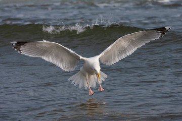 Fototapeta na wymiar Adult European Herring Gull (Larus argentatus) landing in the Dutch Wadden Sea at Vlieland. With wings spread wide out.