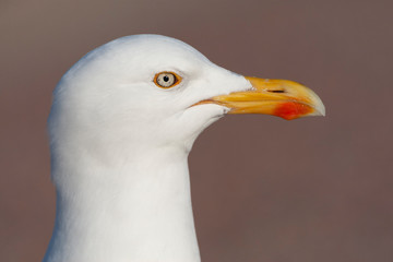 Study of the head and bill of an adult European Herring Gull (Larus argentatus) on Texel in the Netherlands.