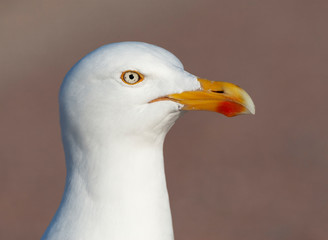 Perfect view of the head from an adult European Herring Gull (Larus argentatus) in summer plumage on Texel, Netherlands. Bird showing its head profile and bill structure perfectly.