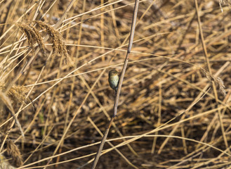 A beautiful common chiffchaff (Phylloscopus collybita) perched on canes