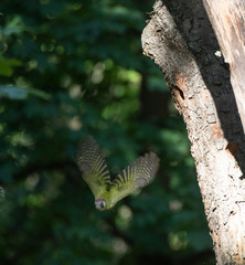 Green Woodpecker (Picus viridis) in local forested park in Bulgaria. Taking off from a tree.