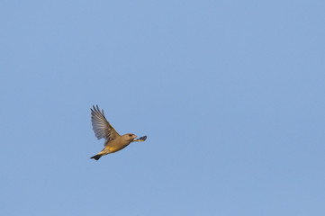 European Greenfinch (Carduelis chloris) in flight, migrating during autumn over the Wadden island Texel in the Netherlands. 