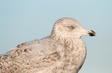 Second-winter European Herring Gull (Larus argentatus) during winter in Ijmuiden in the Netherlands. Closeup of perched bird.