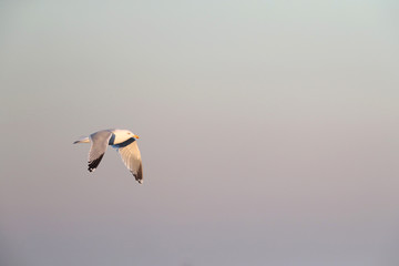 European Herring Gull (Larus argentatus) during winter in Ijmuiden in the Netherlands. Adult flying in front of an early morning sky.