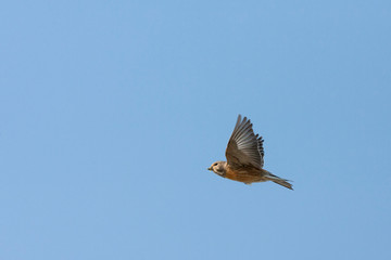 Adult male Common Linnet (Linaria cannabina) in the Netherlands. In flight, seen from below showing under wing.Formerly known as Carduelis cannabina.