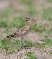 Little curlew perched