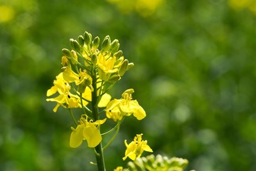 Rapeseed (Brassica napus) is a crop grown for oilseeds, used mainly to produce oil.