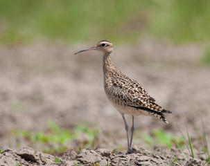 Little curlew perched