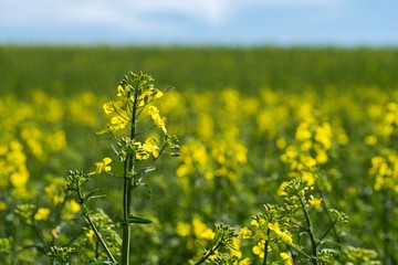 Rapeseed (Brassica napus) is a crop grown for oilseeds, used mainly to produce oil.