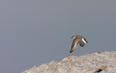 Adult winter Kentish Plover (Charadrius alexandrinus) during autumn at the coast of Andalusia in southern Spain.