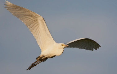 Obraz premium Intermediate Egret (Egretta intermedia) in flight over Gambian coast.