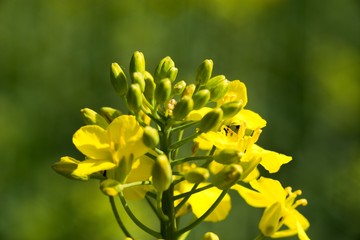 Rapeseed (Brassica napus) is a crop grown for oilseeds, used mainly to produce oil.