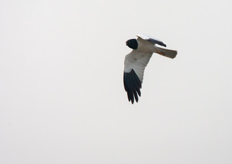 Adult male Pied harrier in flight